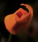 Kalifornischer Mohn   -reload-