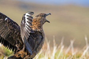 Skua