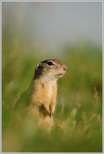 Europäischer Ziesel (Spermophilus citellus)