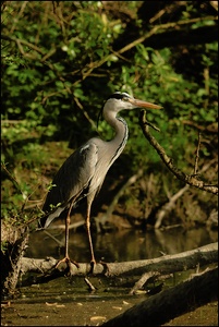 Graureiher (Ardea cinerea)