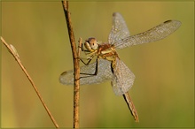 Frühe Heidelibelle - Sympetrum fonscolombii