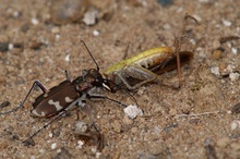 Fette Beute   (Dünen Sandlaufkäfer)