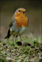 Rotkehlchen (Erithacus rubecula)