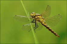 Großer Blaupfeil( Orthetrum cancellatum)