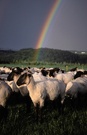 Schafe und Regenbogen