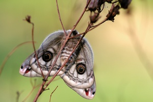 Kleines Nachtpfauenauge