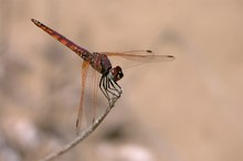 Trithemis annulata