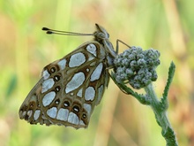 Kleiner Perlmuttfalter