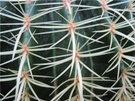 Echinocactus