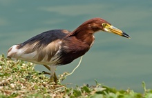 Chinese Pond Heron