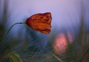 Mohn in der Dämmerung