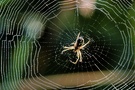 Spinne im Netz