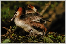 Wachablösung am Nest der Haubentaucher (Podiceps cristatus)