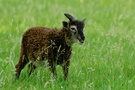 Soay-Lamm
