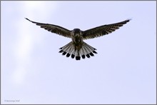 Falke im Rüttelflug