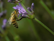 Biene an Lavendelblüte