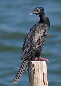 Little Cormorant