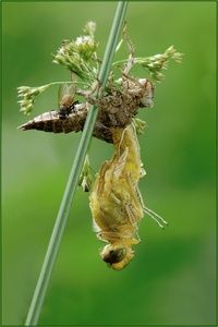 Geburt eine Libelle Großer Blaupfeil( Orthetrum cancellatum)