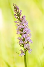 Geflecktes Knabenkraut - Dactylorhiza maculata