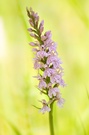 Geflecktes Knabenkraut - Dactylorhiza maculata