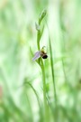 Bienen-Ragwurz -Ophrys apifera