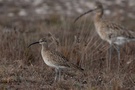 Regenbrachvogel und Großer Brachvogel