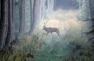 Hirsch im Nebel