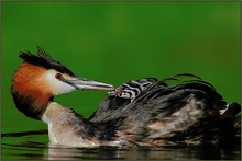 Haubentaucher *Podiceps cristatus* [ND]