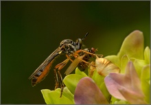 Aktion im Blumenbeet