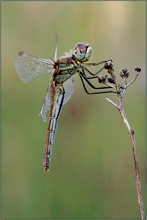 Frühe Heidelibelle - Sympetrum fonscolombii