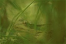 Wasserfrosch