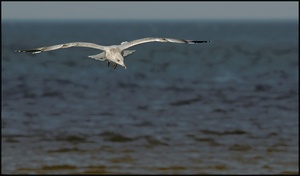 Silbermöwe (Larus argentatus)