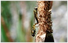 Auch die Schwebfliegen tun es...