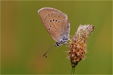 ~ Polyommatus semiargus ~