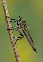 ND Raubfliege (Machimus arthriticus)