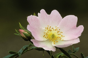 Blüte und Knospe der Hundsrose