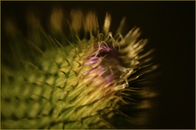 Distel im Abendlicht