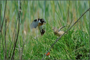 Schwarzkehlchen *Saxicola torquata* [ND]