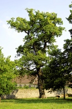 Stieleiche bei Kloster Dalheim/Paderborn