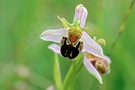 Ophris apifera - Die "Biene"