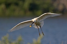 Anflug