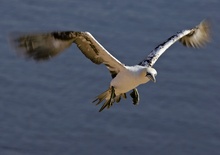 Halbstarker Basstölpel im Anflug