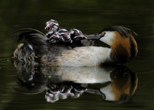 Haubentaucher (Podiceps cristatus)