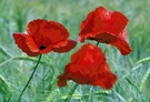 Mohn im Wind