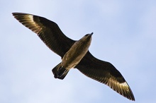 Skua