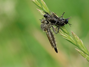 Fressen und gefressen werden