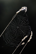 Kleines Kunstwerk der Natur