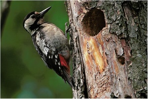 Blutspecht (Dendrocopus syriacus)