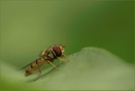 Schwebfliege
