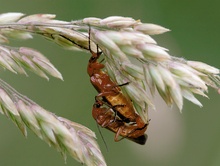 Bockkäfer